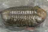 Prone Austerops Trilobite Fossil - Jorf, Morocco #368616-2